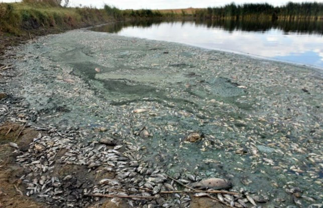 Gölette binlerce balık öldü: Kirleten işletmeye 96 bin lira ceza kesildi