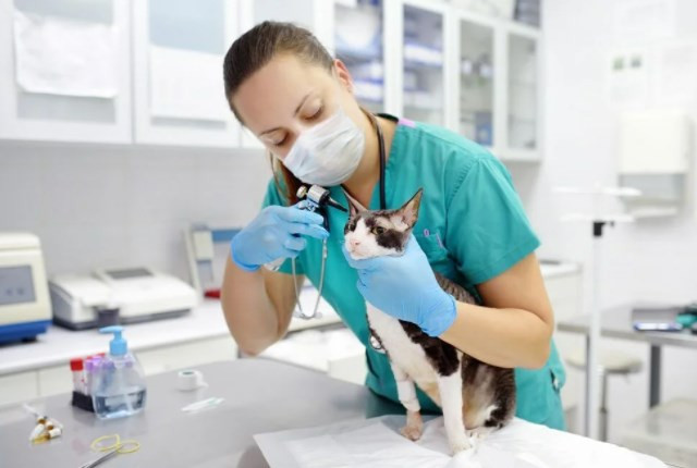 Kedilerde görülen sağlık problemleri pandemi döneminde arttı