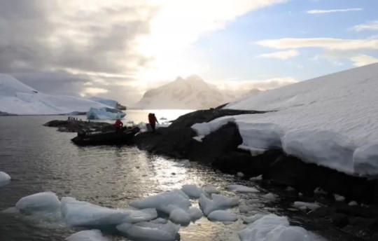 Antarktika'ya gemilerle ulaşan işgalci türler deniz ekosistemini tehdit ediyor