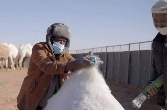 Dünyanın ilk beş yıldızlı deve oteli açıldı: Geceliği 107 dolar