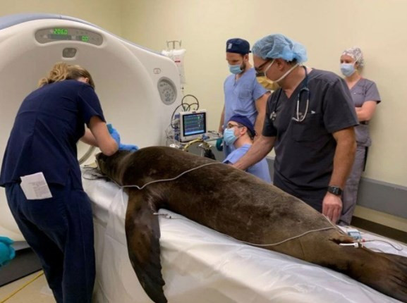 Domuzdan alınan beyin hücreleri ile deniz aslanın epilepsisi tedavi edildi
