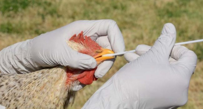 İngiltere'de kuş gribi alarmı... İlk defa insana bulaştı