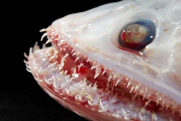 Su altında ilk kez keşfedildi: Jilet gibi keskin dişlere sahip 'tuhaf' yaratıklar!
