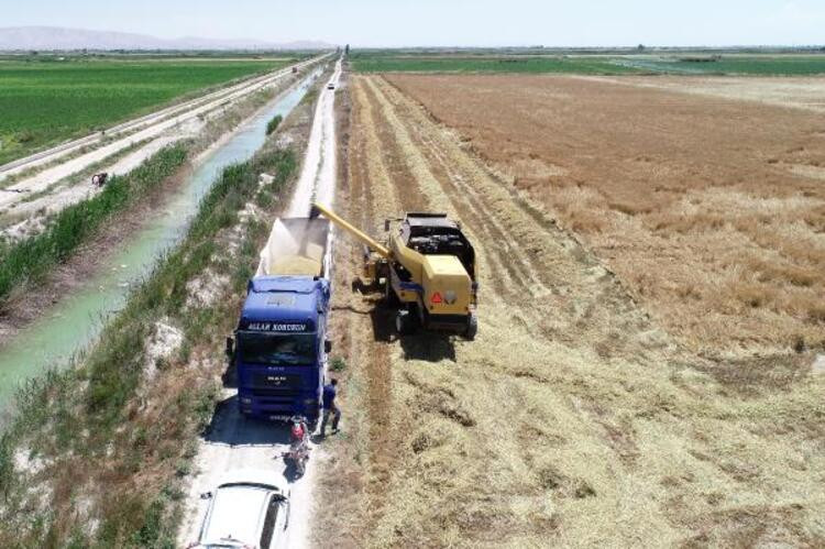 Türkiye'nin tahıl ambarında yüksek rekolte beklentisi
