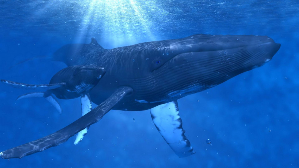 İklim değişikliğiyle mücadelede balina etkisi