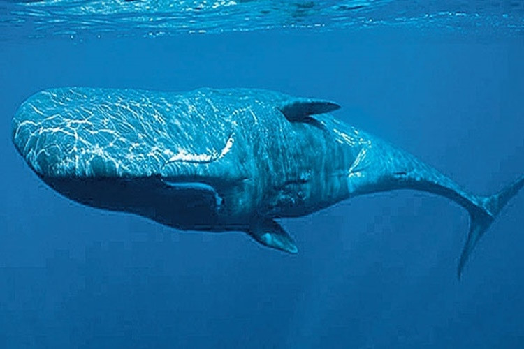 İklim değişikliğiyle mücadelede balina etkisi
