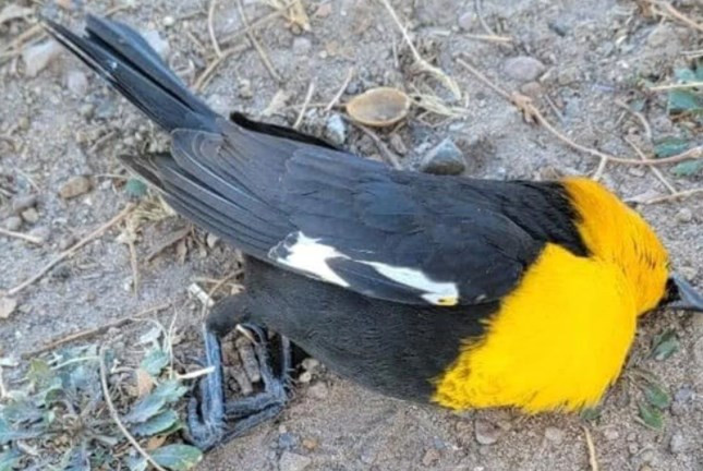 Meksika’da gökyüzünden yüzlerce ölü kuş yağdı