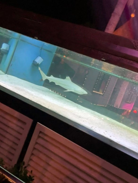 Gece kulübündeki köpek balığı, yeni yaşam alanına taşındı