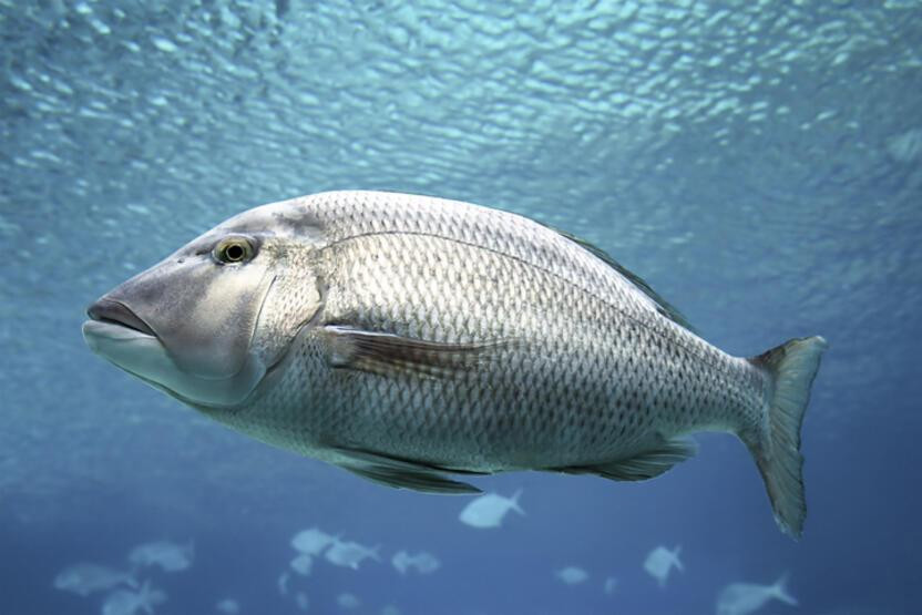 Bilim dünyası şaşkın: Balıkların 'konuştuğu' keşfedildi!