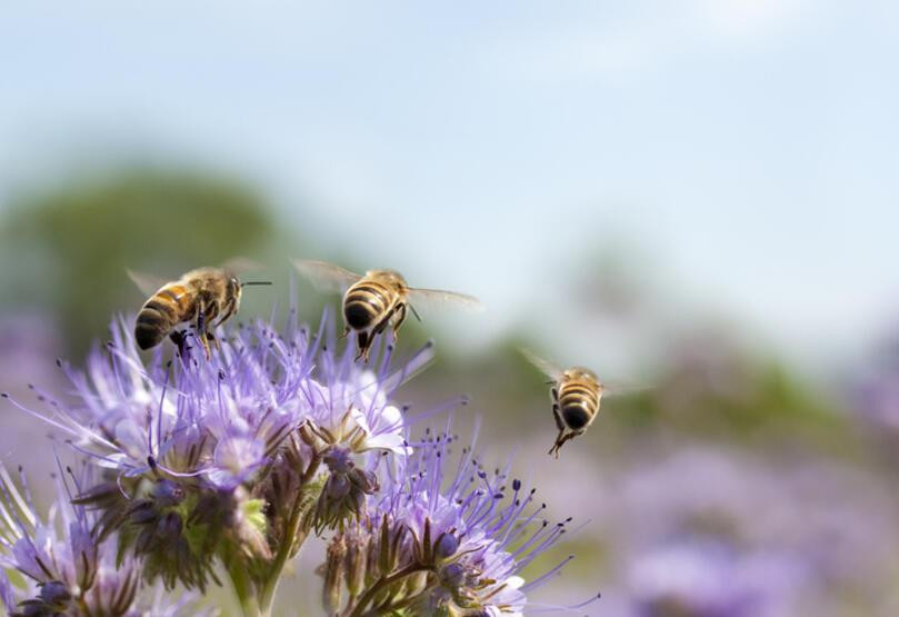 Kapıda bekleyen tehlike: Yeni varyant arıların sonunu getirebilir!