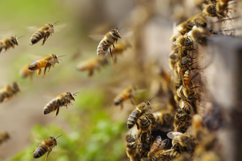 Kapıda bekleyen tehlike: Yeni varyant arıların sonunu getirebilir!