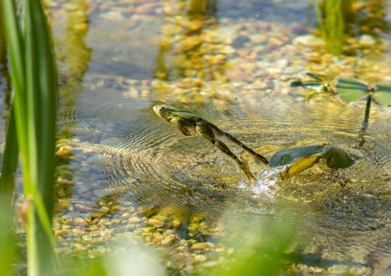 Bir ülke alarmda: Gizemli kurbağa ölümleri!