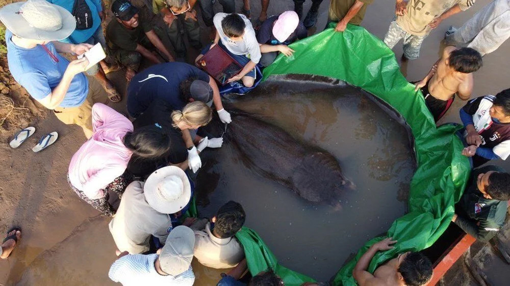 Kamboçya'da keşfedildi: 300 kilo ağırlığında, 4 metre uzunluğunda!