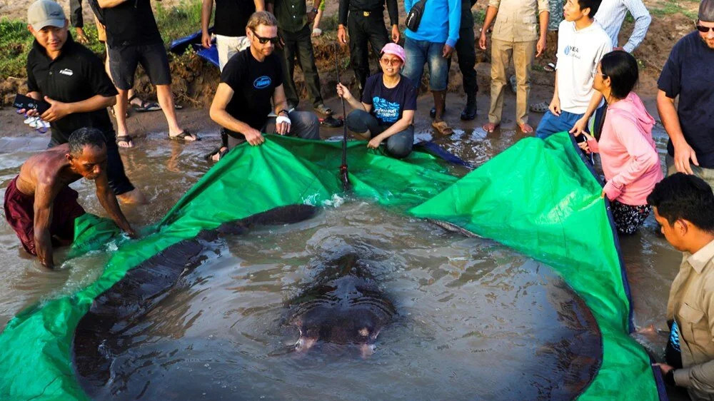 Kamboçya'da keşfedildi: 300 kilo ağırlığında, 4 metre uzunluğunda!
