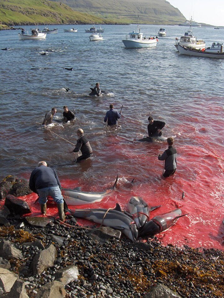 Faroe Adaları'nda gelenek diye 100 şişeburunlu yunus katledildi