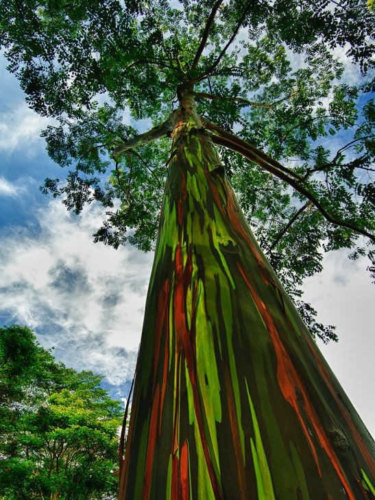 Dünyanın en güzel 16 ağacı