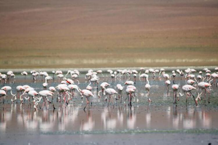 Göller kurudu... Flamingo cenneti çöl oldu!