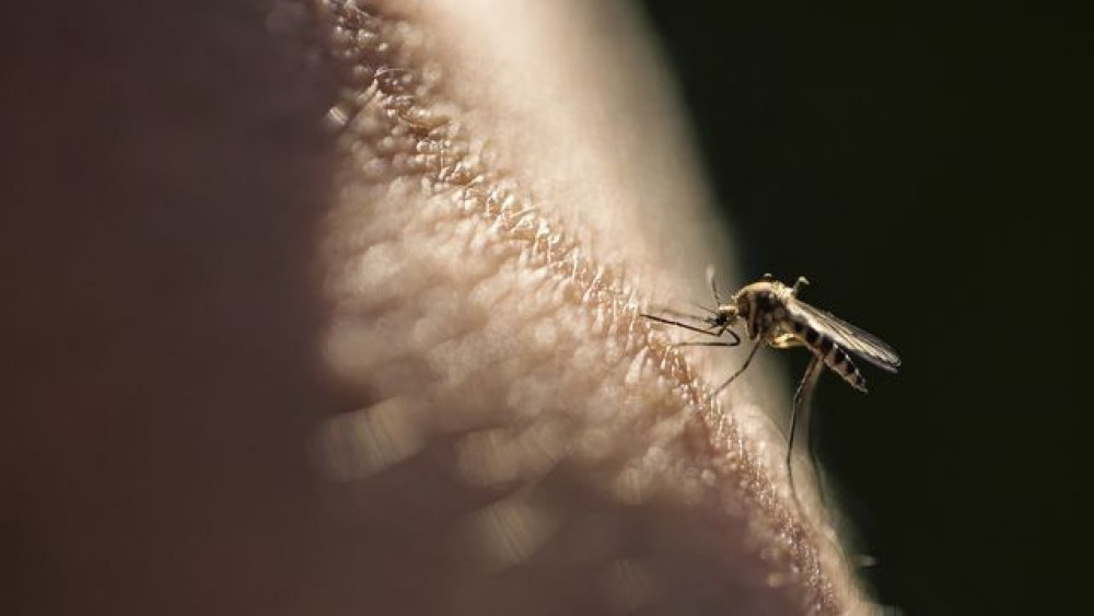 Çarpıcı araştırma: Sivrisinekler hangi insanları nasıl hedef alıyor?