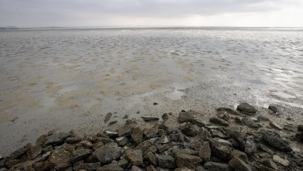 Kaliforniya'da binlerce balık ölüsü kıyıya vurdu