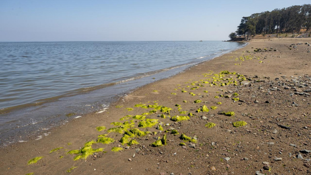 Kaliforniya'da binlerce balık ölüsü kıyıya vurdu
