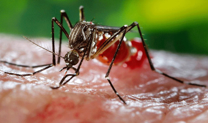 Zika virüsü nedir ve nasıl bulaşır?