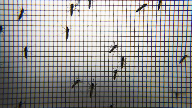 Zika virüsü nedir ve nasıl bulaşır?