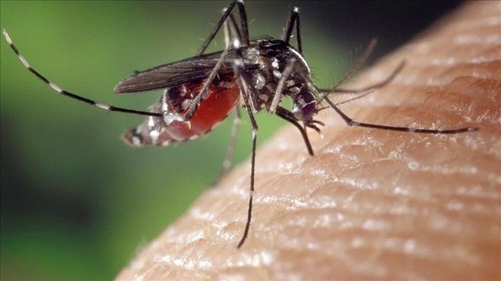 Bakanlık açıkladı: Sivrisinekten korunma rehberi!