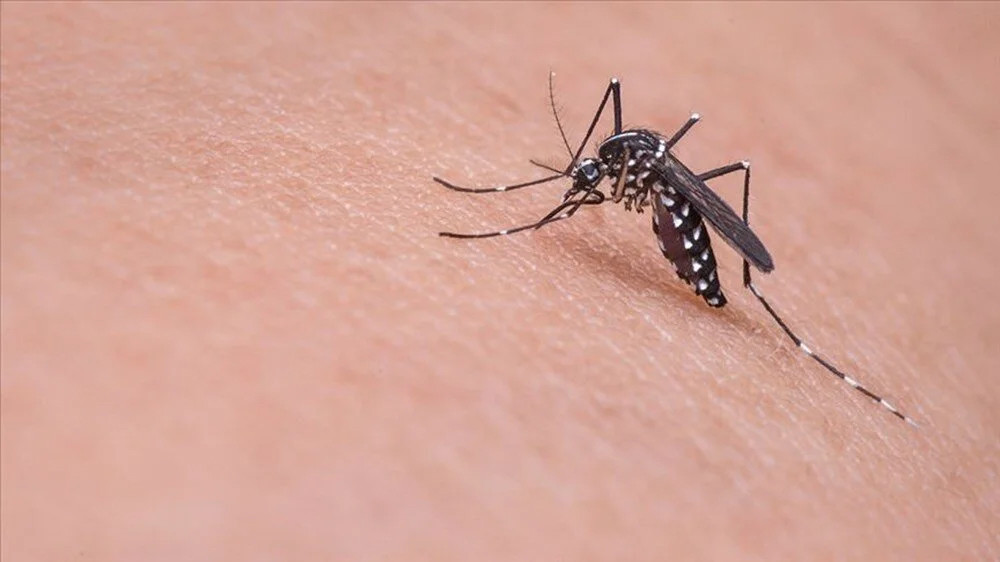 Bakanlık açıkladı: Sivrisinekten korunma rehberi!
