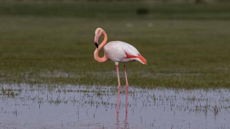 Kolilerden gelen sesler gerçeği ortaya çıkardı: Flamingoları katlettiler!