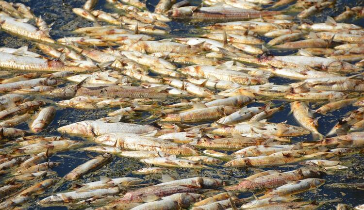 Korkutan görüntü: Binlerce ölü balık kıyıya vurdu!