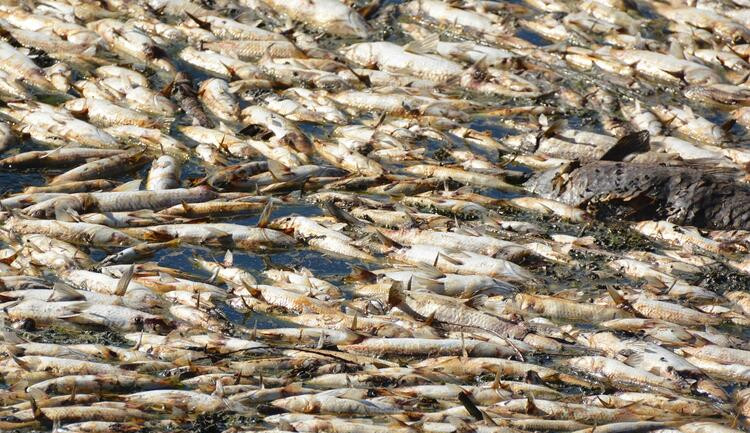 Korkutan görüntü: Binlerce ölü balık kıyıya vurdu!