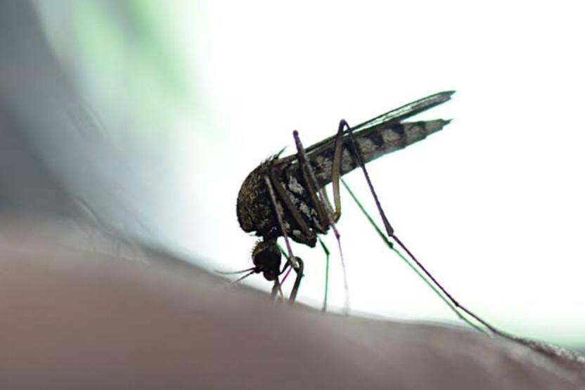 Batı Nil Virüsü vakaları artıyor: 4 belirtiye dikkat!