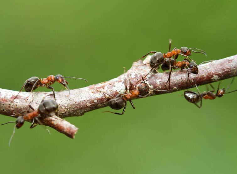 Karıncalar kanser için eğitildi: Sonuçlar umut verici!
