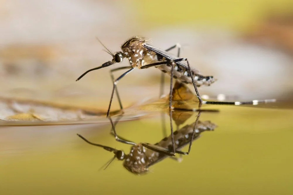 Küresel ısınma etkisi: Sivrisinekler daha ölümcül!