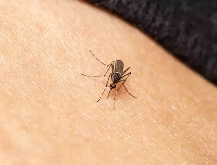 Dünya için yeni tehlike: 'Aedes' alarmı!