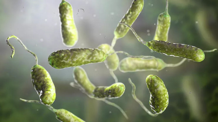 Kıyılara vuran tehlike: ABD'de 'et yiyen bakteri' vakalarında artış!