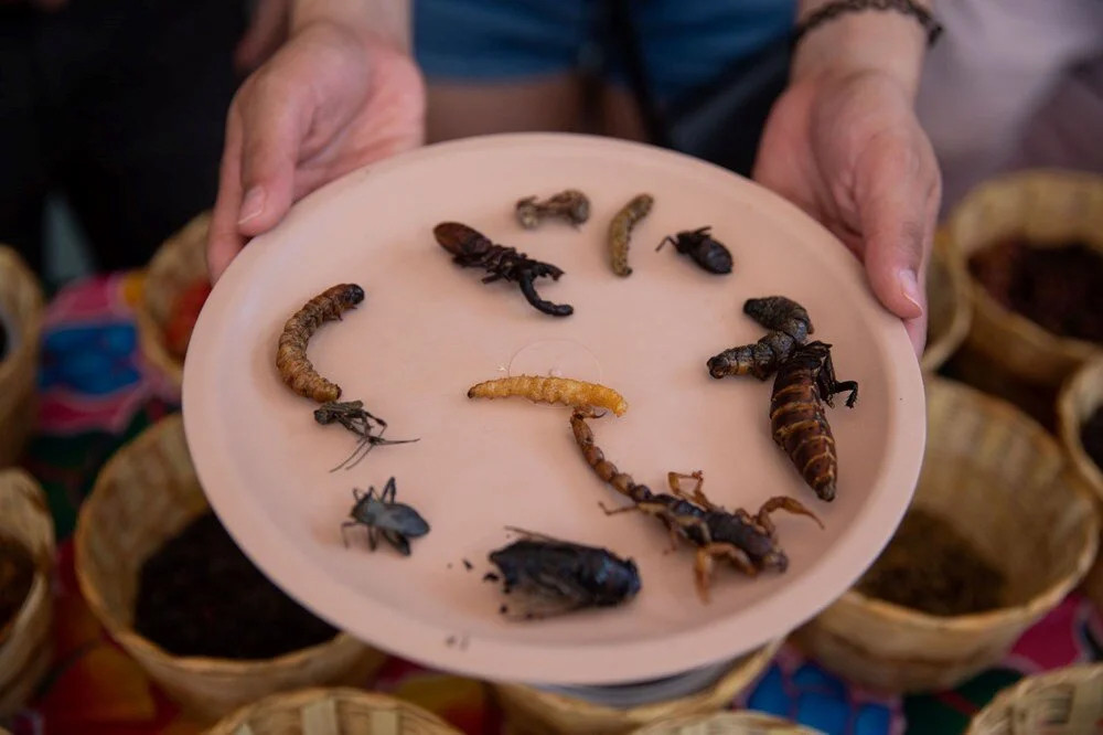 Akrep, tırtıl, hamamböcekleri... Meksika'da 'Yenilebilir Böcek Festivali'