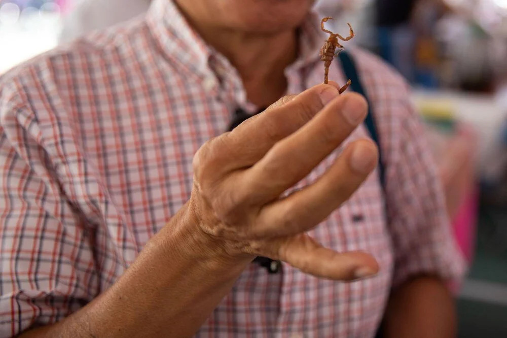 Akrep, tırtıl, hamamböcekleri... Meksika'da 'Yenilebilir Böcek Festivali'
