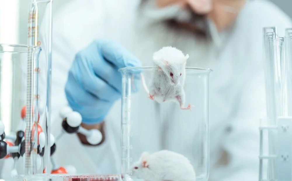 Çarpıcı araştırma: İnsan beyin hücreleri farelere nakledildi!