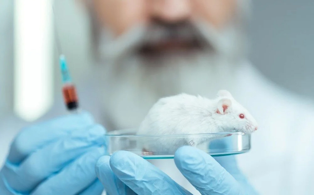 Çarpıcı araştırma: İnsan beyin hücreleri farelere nakledildi!