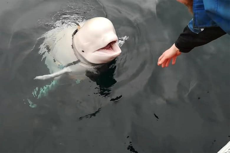Casus balina 'Hvaldimir' bu kez İsveç kıyılarında görüldü!