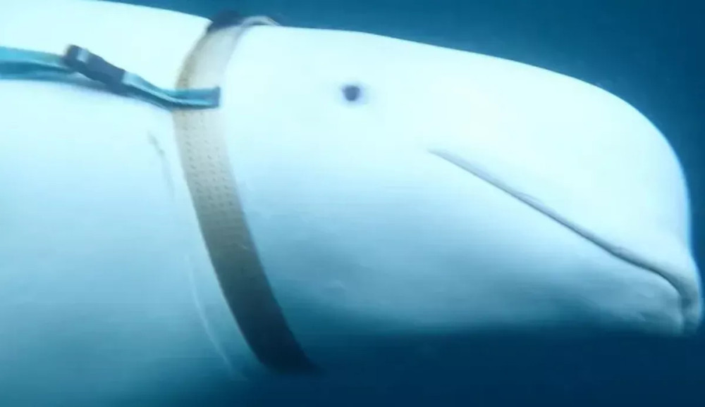 Casus balina 'Hvaldimir' bu kez İsveç kıyılarında görüldü!