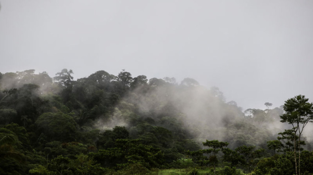 Endişelendiren 'Yağmur Ormanları' açıklaması: Ekosistem uyarısı!