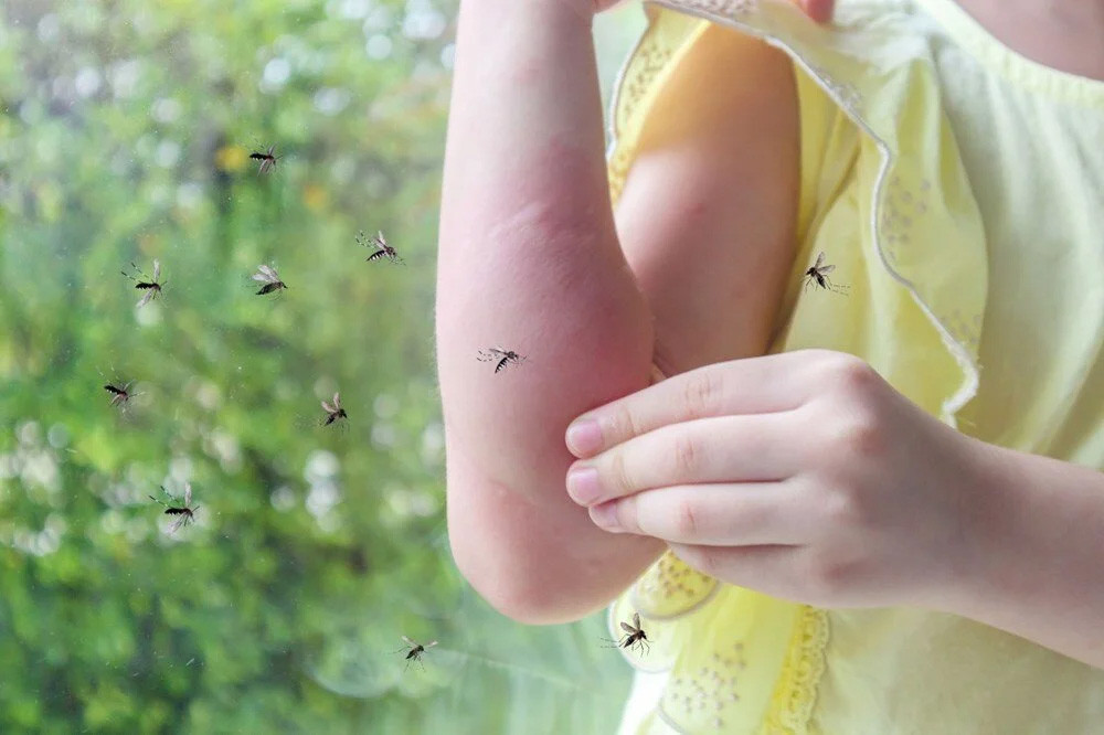 İstanbul'da şikayetler arttı: Sivrisinekler hastanelik ediyor!