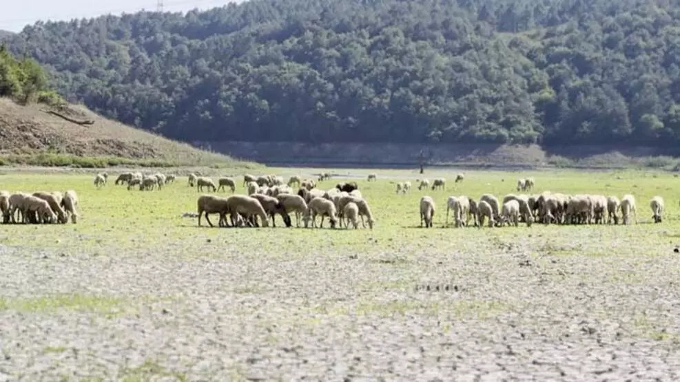 Kemerburgaz Kent Ormanı'ndaki göl kurudu: Keçiler otlamaya başladı!