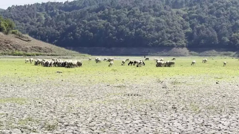 Kemerburgaz Kent Ormanı'ndaki göl kurudu: Keçiler otlamaya başladı!
