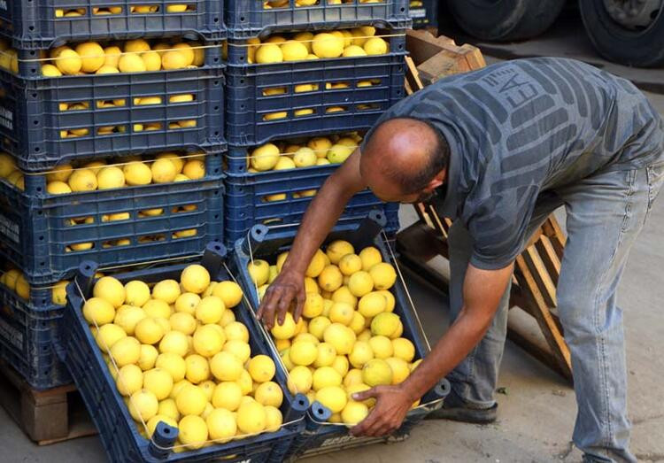Halde 4 liraya satılan limon, markette 24 lira