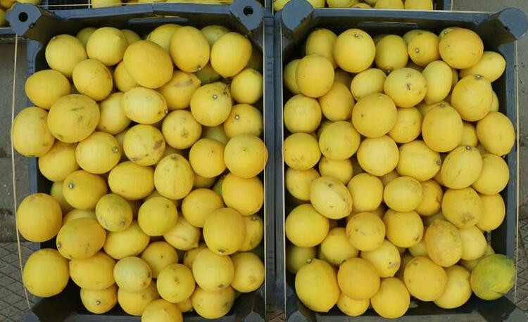Halde 4 liraya satılan limon, markette 24 lira