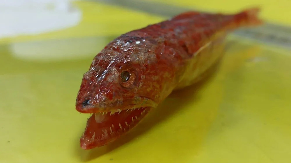 Akdeniz'de ilk kez görüldü: Yırtıcı ve saldırgan 'Kızıl Lokum' balığı!