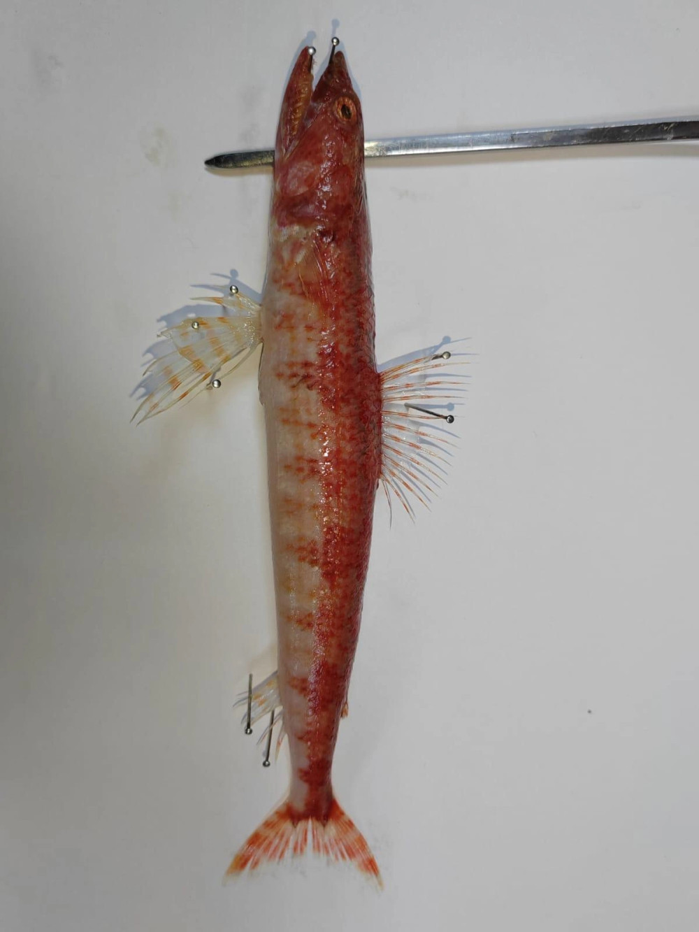 Akdeniz'de ilk kez görüldü: Yırtıcı ve saldırgan 'Kızıl Lokum' balığı!